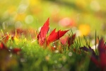 Autumn leaves pictures desktop wallpaper