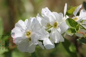 April 2022 Jasmine Desktop Calendar Wallpaper