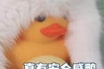 真有安全感鸭
