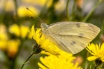 Beautiful butterfly pictures desktop wallpaper