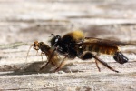Wasp Pictures Wild Bumblebee Pictures