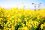 2022年4月护眼油菜花桌面日历壁纸