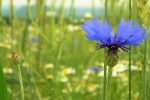 Cornflower aesthetic flower computer wallpaper