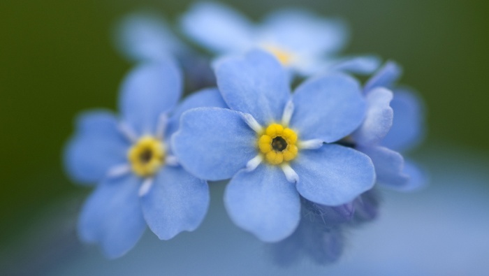 近距花卉植物电脑桌面壁纸