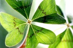 green four leaf clover pictures