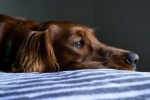 Irish Setter Dog Pictures Desktop Wallpaper