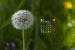 2022年4月护眼蒲公英桌面日历壁纸