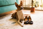 Basenji dog pictures