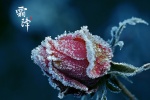 Traditional solar term frost flower picture desktop wallpaper