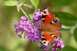 Peacock butterfly picture HD