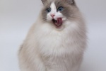 Ragdoll cat pictures