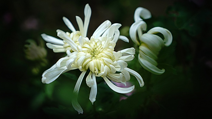 White chrysanthemum picture desktop wallpaper
