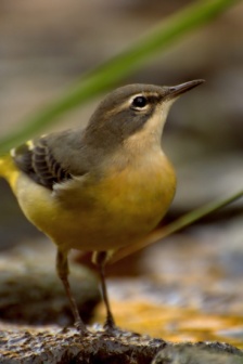 黃鶺鴒圖片 小巧可愛的黃鶺鴒圖片