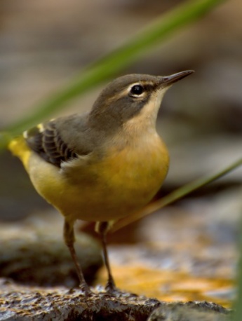 Yellow Wagtail Pictures Small and Cute Yellow Wagtail Pictures