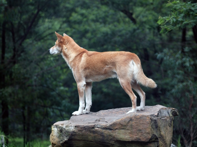 澳洲野犬图片