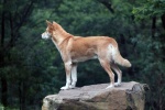 Dingo pictures