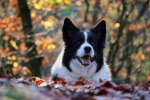 border collie pictures