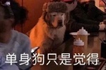 单身狗只是觉得这个世界很喧闹