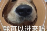 憨憨狗我可以进来吗表情包