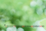 August 2021 green leaves eye protection fresh desktop calendar wallpaper