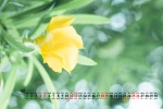 2021年9月小清新绿色花卉电脑日历壁纸