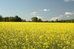 High Definition Rapeseed Flower Pictures Desktop Wallpaper