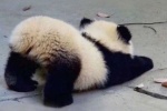 撅屁股熊猫头像