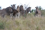 wild zebra pictures