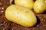 HD potato picture desktop wallpaper