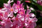 HD Oleander Pictures Desktop Wallpaper