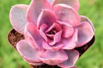 Rainbow succulent pictures