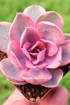 Rainbow succulent pictures