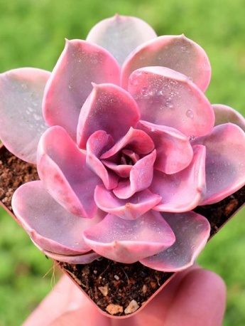 Rainbow succulent pictures