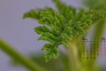 2021年9月綠色植物護眼高清日曆壁紙圖片