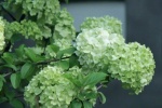 Eye-protecting hydrangeas mobile wallpaper pictures