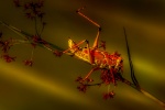 Brown grasshopper picture desktop wallpaper