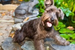 Cute and cute Schnauzer pictures