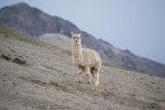Alpaca pictures tame and cute alpaca pictures