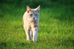 Cat running on the grass picture wallpaper