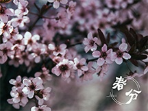 春分桃花唯美壁纸