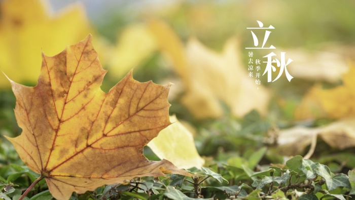 Traditional solar term Beginning of Autumn computer wallpaper pictures