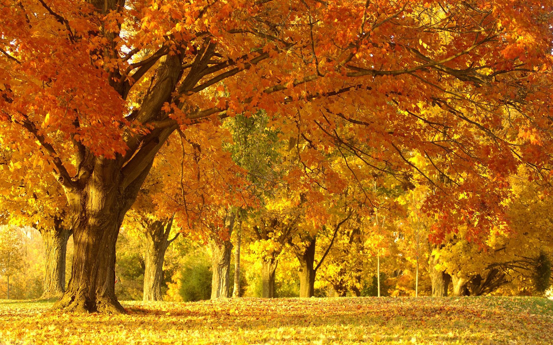 秋天的景色高清电脑壁纸图片