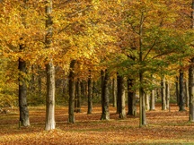 秋天的景色（一）
