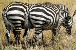 Zebra on the grassland picture desktop wallpaper