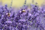 Lavender flowers sea beautiful scenery desktop wallpaper