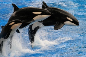 虎鲸图片素材高清桌面壁纸