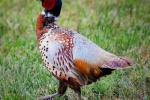 Beautiful pheasant pictures