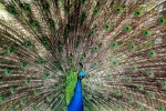 美丽的蓝孔雀图片