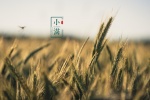 Solar term Xiaoman computer wallpaper with the fragrance of wheat