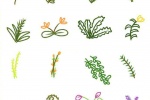 Simple and cute plant pictures